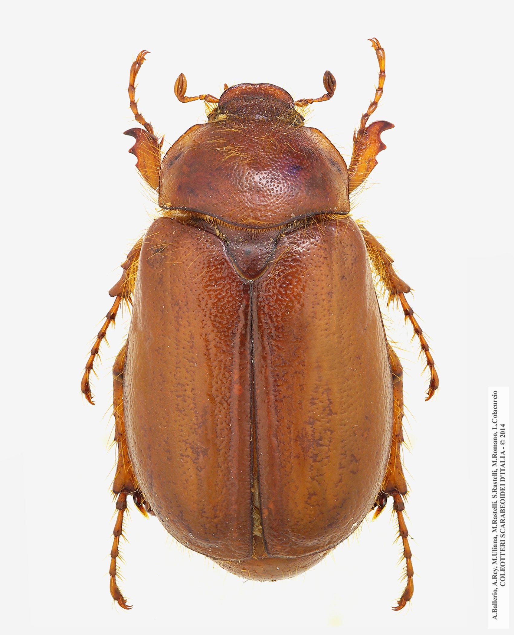 Firminus procerus, maschio